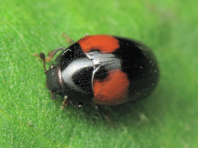 Tritoma bipustulata Fabricius, 1775